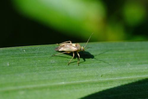 Réf. 305 966 : Lygus rugulipennis